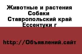 Животные и растения Собаки. Ставропольский край,Ессентуки г.